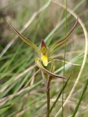 Lyperanthus suaveolens