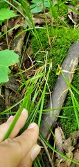 Carex rosea