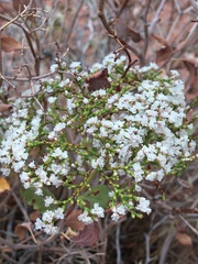 Eriogonum corymbosum