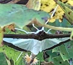 Diaphania