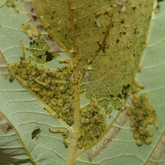 Macremphytus tarsatus