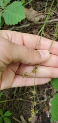 Carex rosea