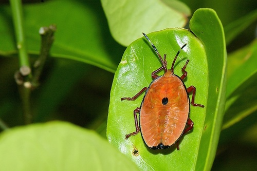 Bronze Orange Bug photo 3
