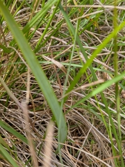 Lyperanthus suaveolens