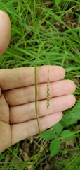 Carex gracillima