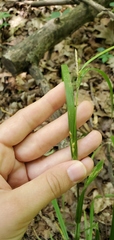 Carex blanda