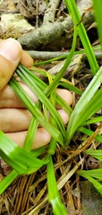Carex blanda