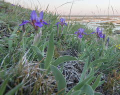 Iris glaucescens