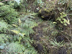 Polystichum andersonii