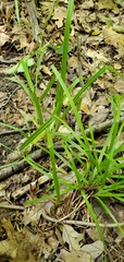 Carex blanda