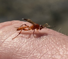 Ichneumonoidea