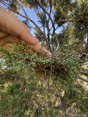Juniperus deppeana