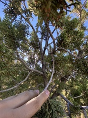 Juniperus deppeana
