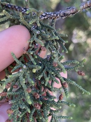 Juniperus deppeana