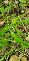 Carex grayi