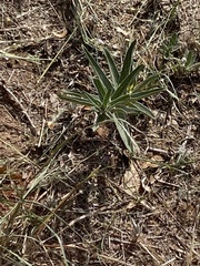Asclepias asperula
