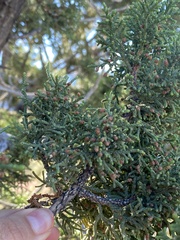 Juniperus deppeana