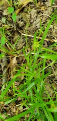 Carex grayi