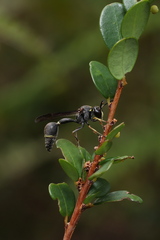 Eumenes punctatus