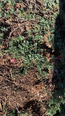 Juniperus horizontalis