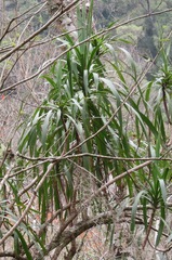 Cordyline