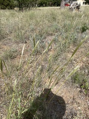 Bothriochloa barbinodis