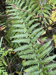 Polystichum andersonii