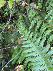 Polystichum andersonii