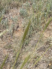 Bothriochloa barbinodis