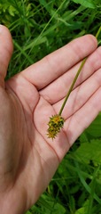 Carex sparganioides