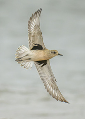 Grey Plover photo 4