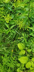 Carex sparganioides