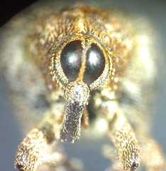 Hemicolpus