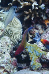Cirrhilabrus aquamarinus