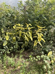 Asclepias