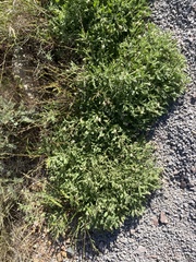 Chamaesaracha sordida