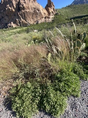 Chamaesaracha sordida