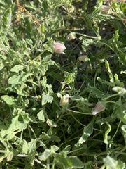 Chamaesaracha sordida