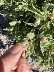 Chamaesaracha sordida