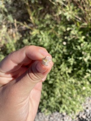 Chamaesaracha sordida