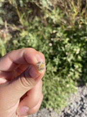 Chamaesaracha sordida