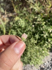 Chamaesaracha sordida