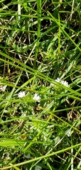 Stellaria graminea