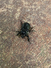 Phileurus