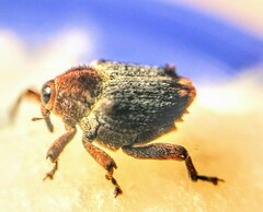 Hemicolpus