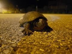 Kinosternon steindachneri