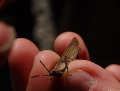 Atractomorpha similis