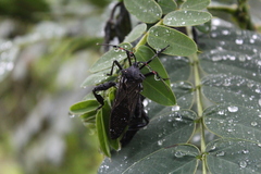 Acanthocephala femorata