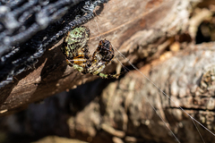 Araneus bicentenarius