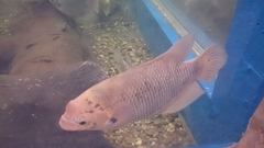 Osphronemus goramy